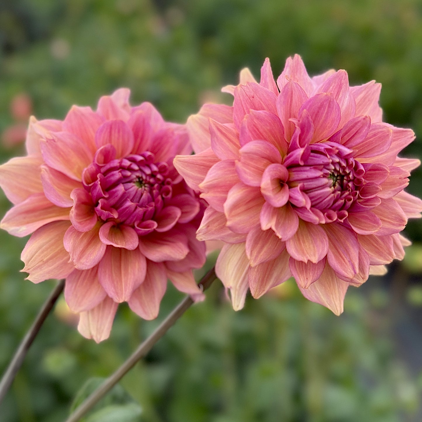 Dahlias - Decorative Varieties