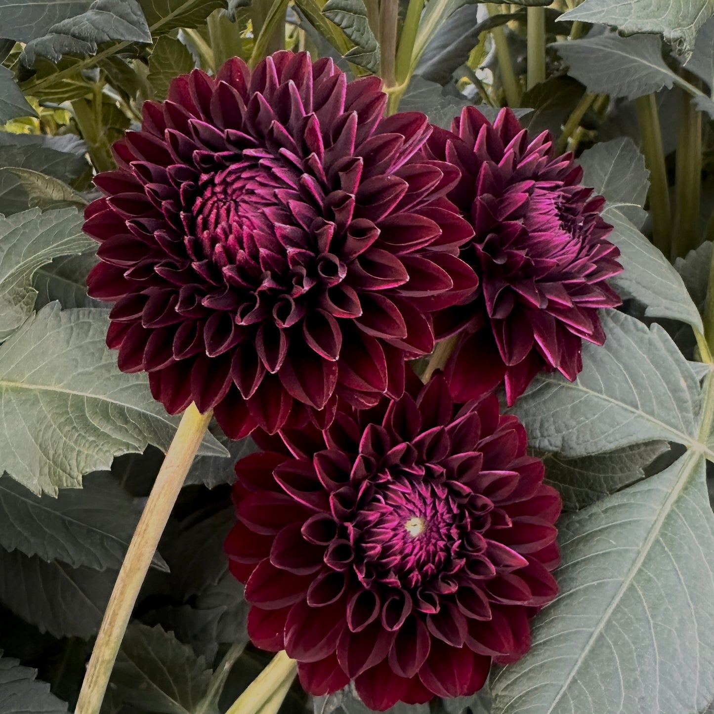 Dahlias - Decorative Varieties