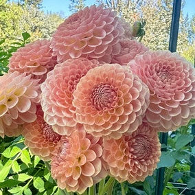 Dahlias - Decorative Varieties