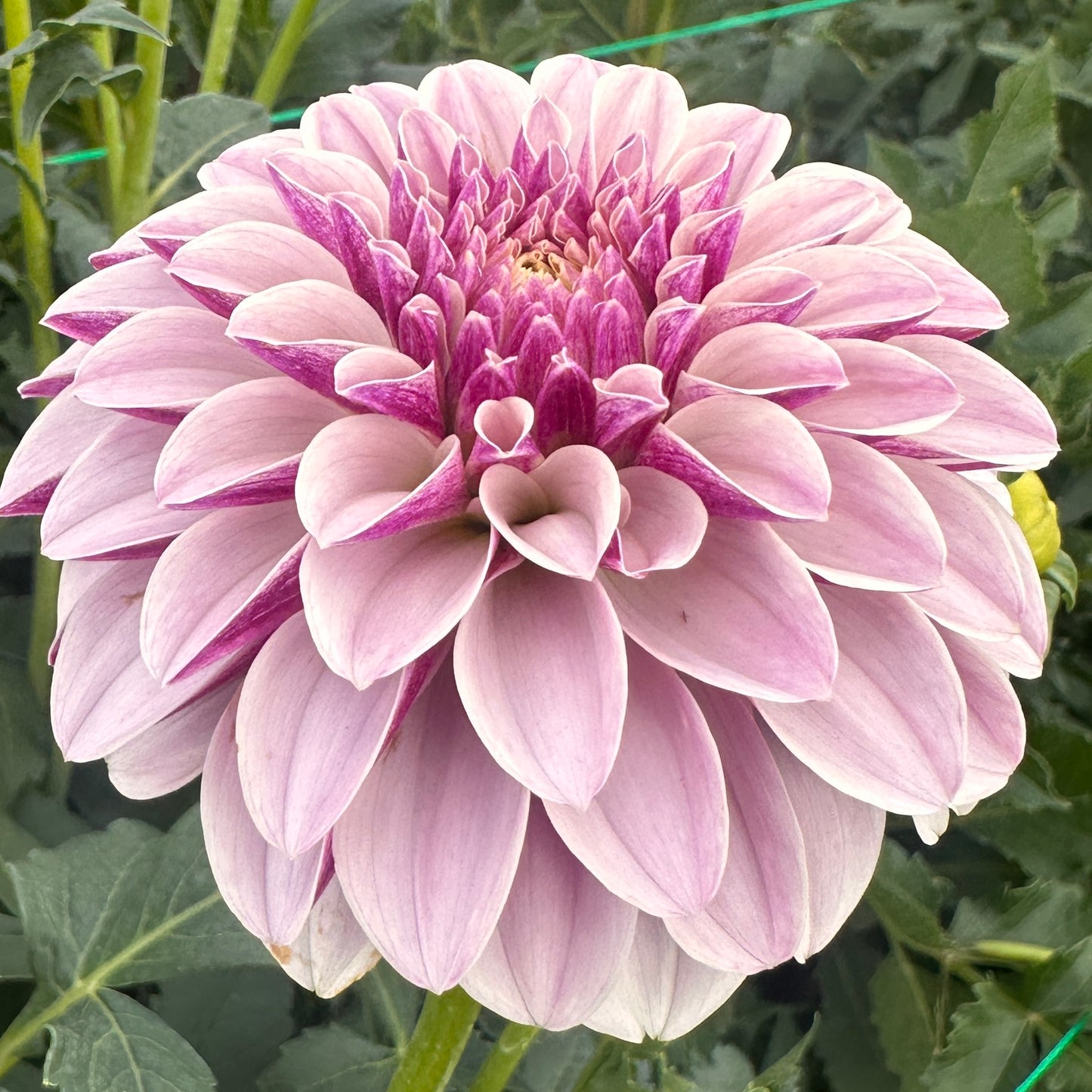 Dahlias - Decorative Varieties