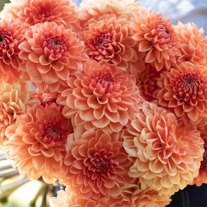 Dahlias - Ball Varieties
