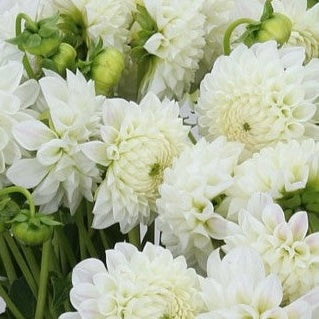 Dahlias - Ball Varieties