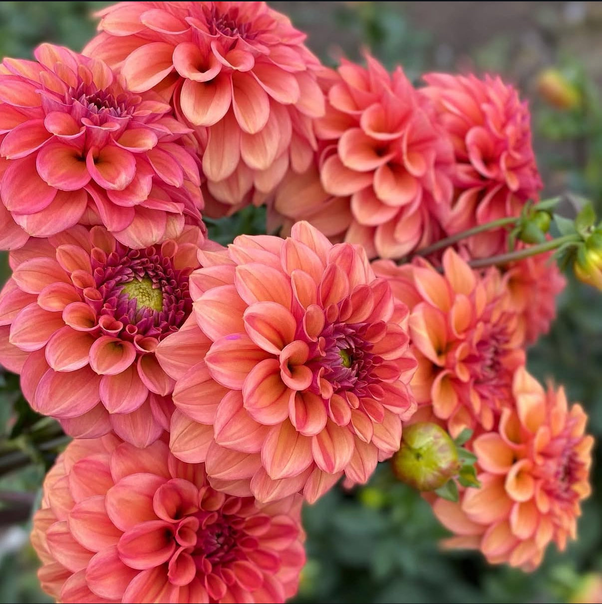 Dahlias - Decorative Varieties