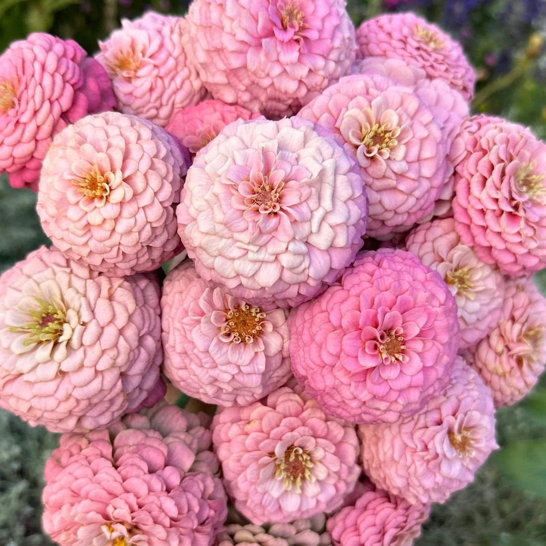 Zinnia