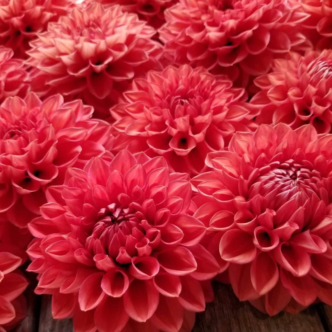 Dahlias - Decorative Varieties