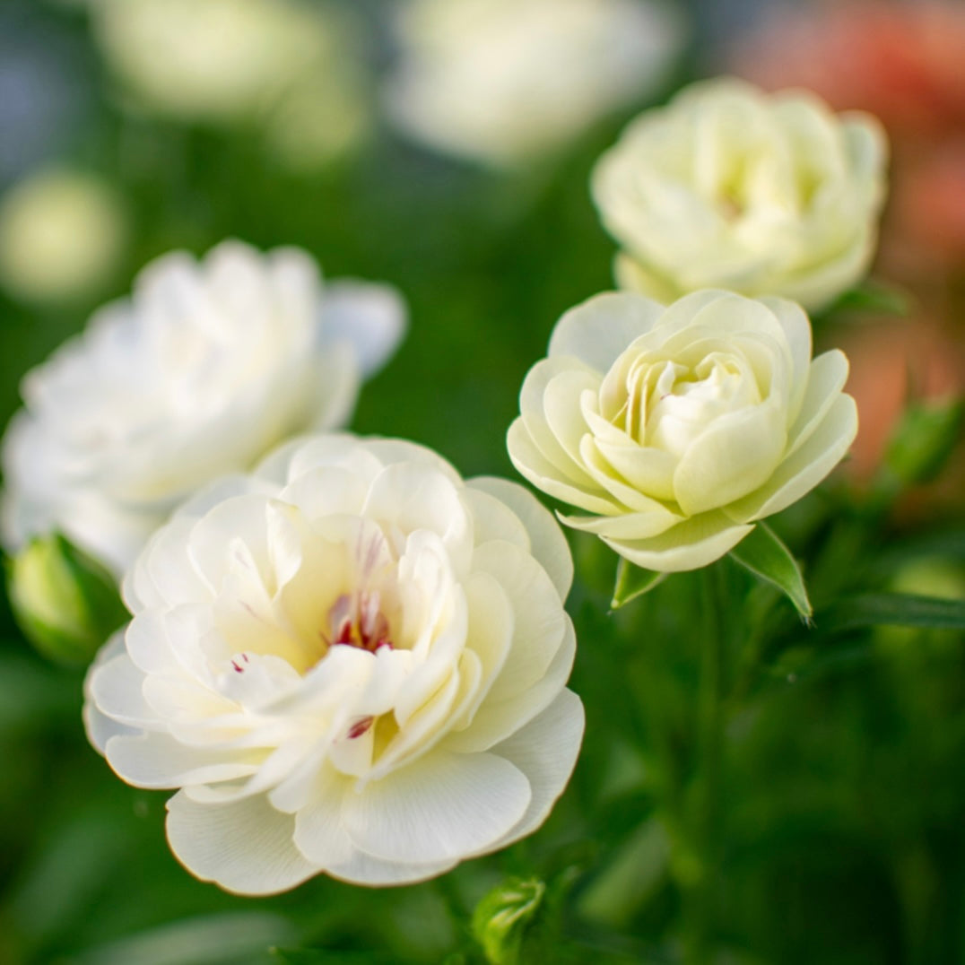 Ranunculus Butterfly™ Ninos®