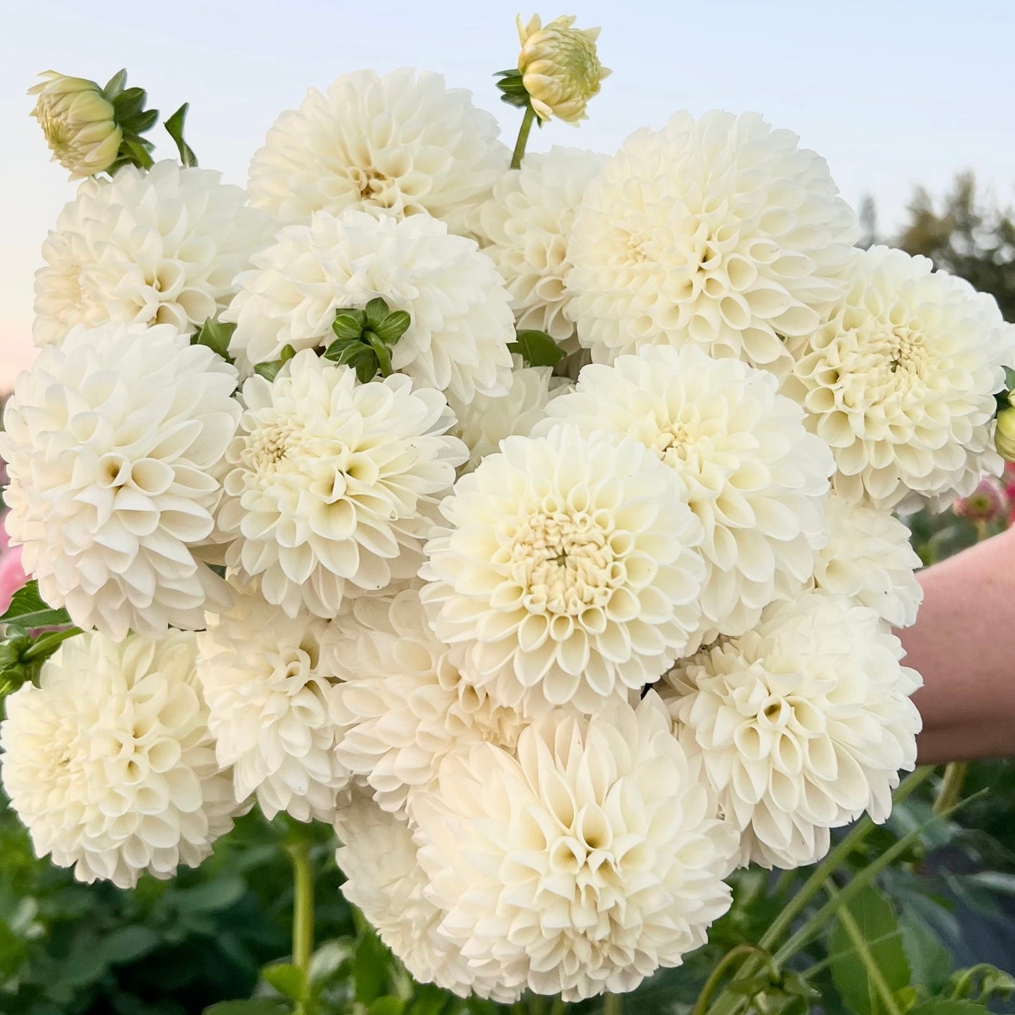 Dahlias - Ball Varieties
