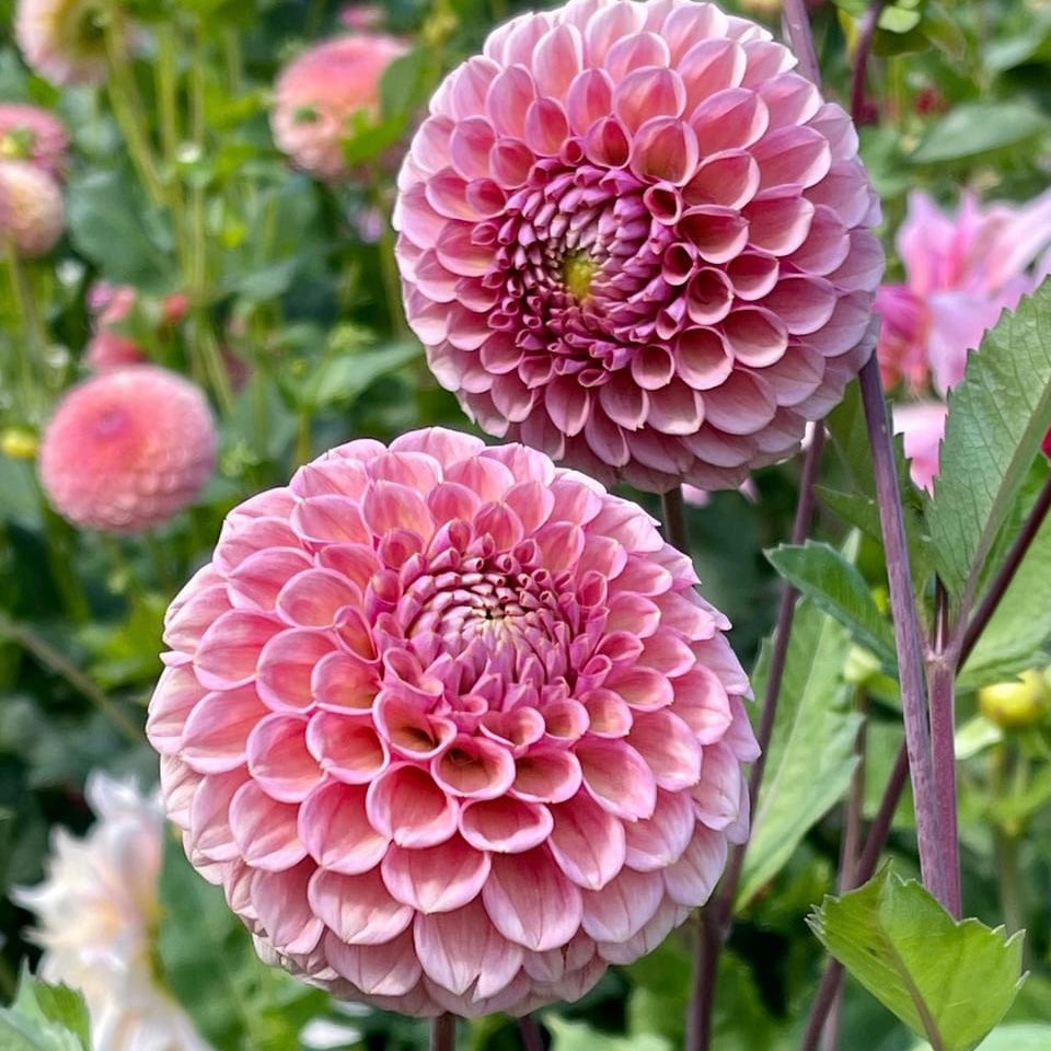 Dahlias - Ball Varieties