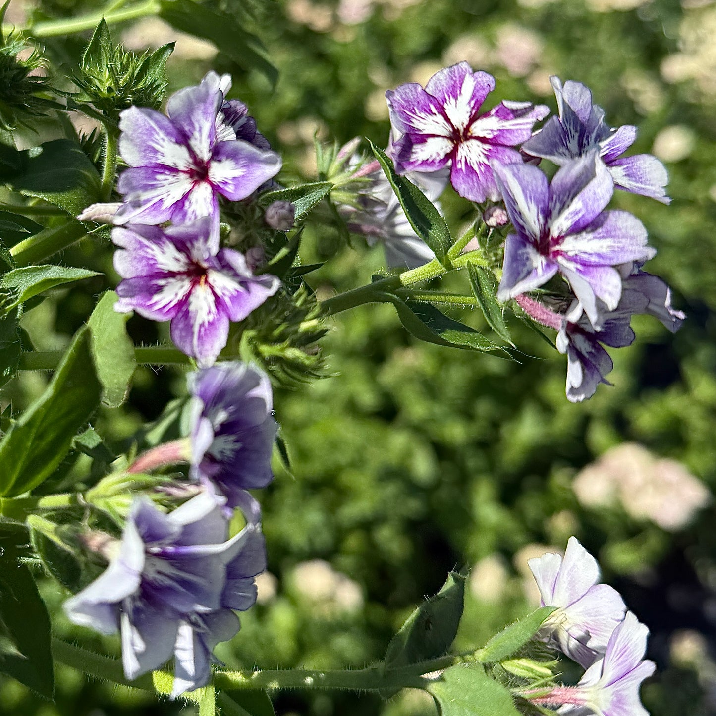 Phlox