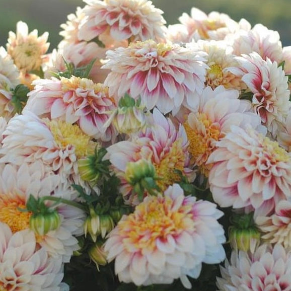 Dahlias - Decorative Varieties