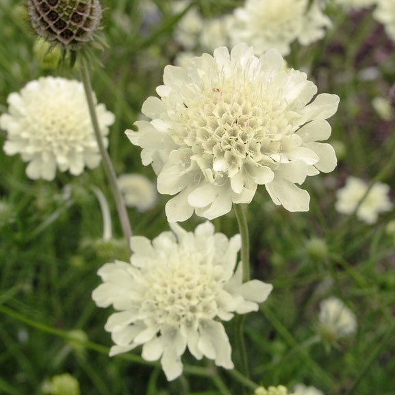 Scabiosa