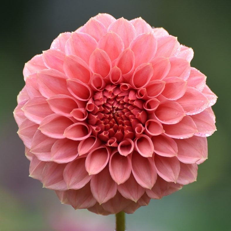 Dahlias - Decorative Varieties