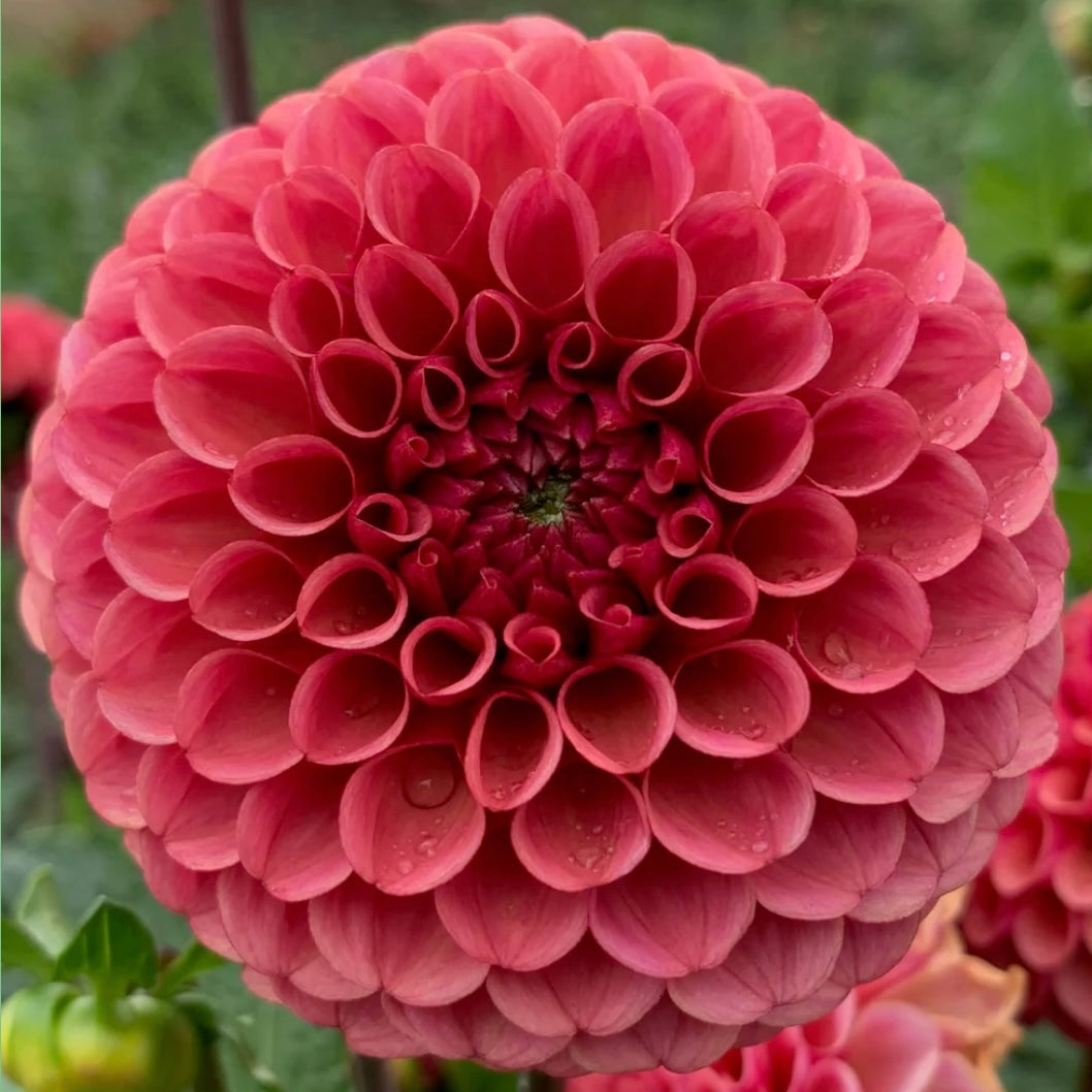 Dahlias - Ball Varieties