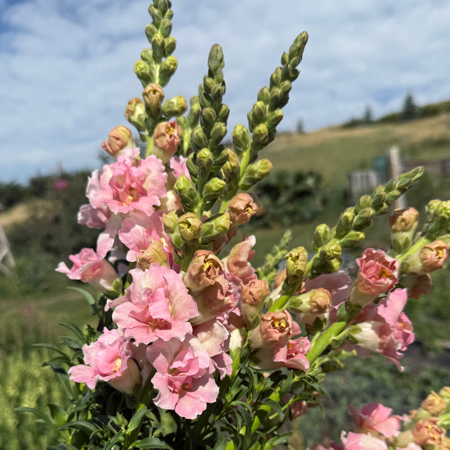 Snapdragon
