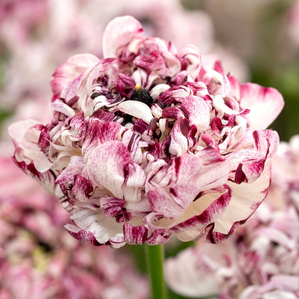 Ranunculus Brushmark Seti®