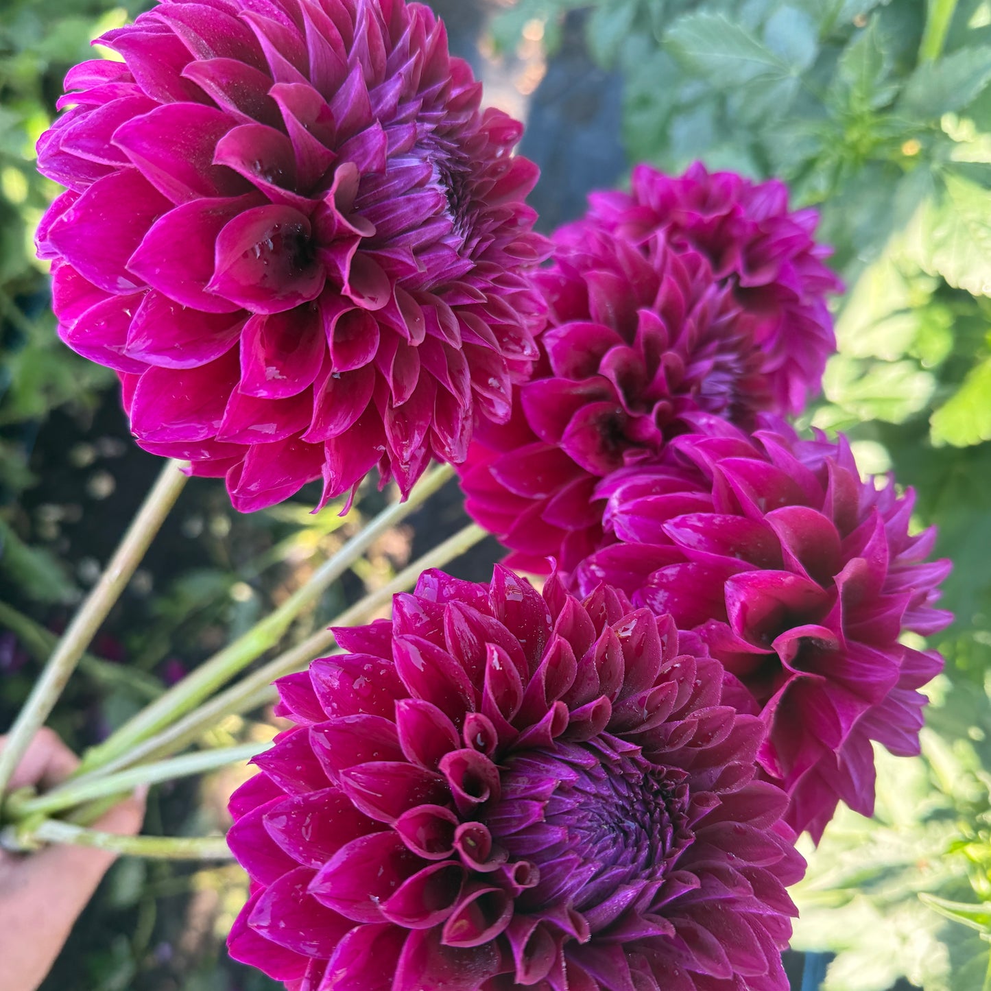 Dahlias - Decorative Varieties