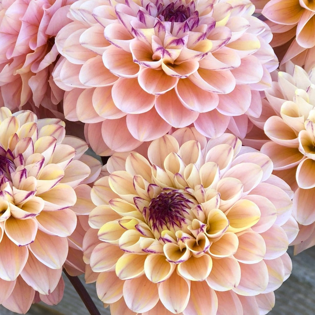 Dahlia Wine Eyed Jill *NEW*