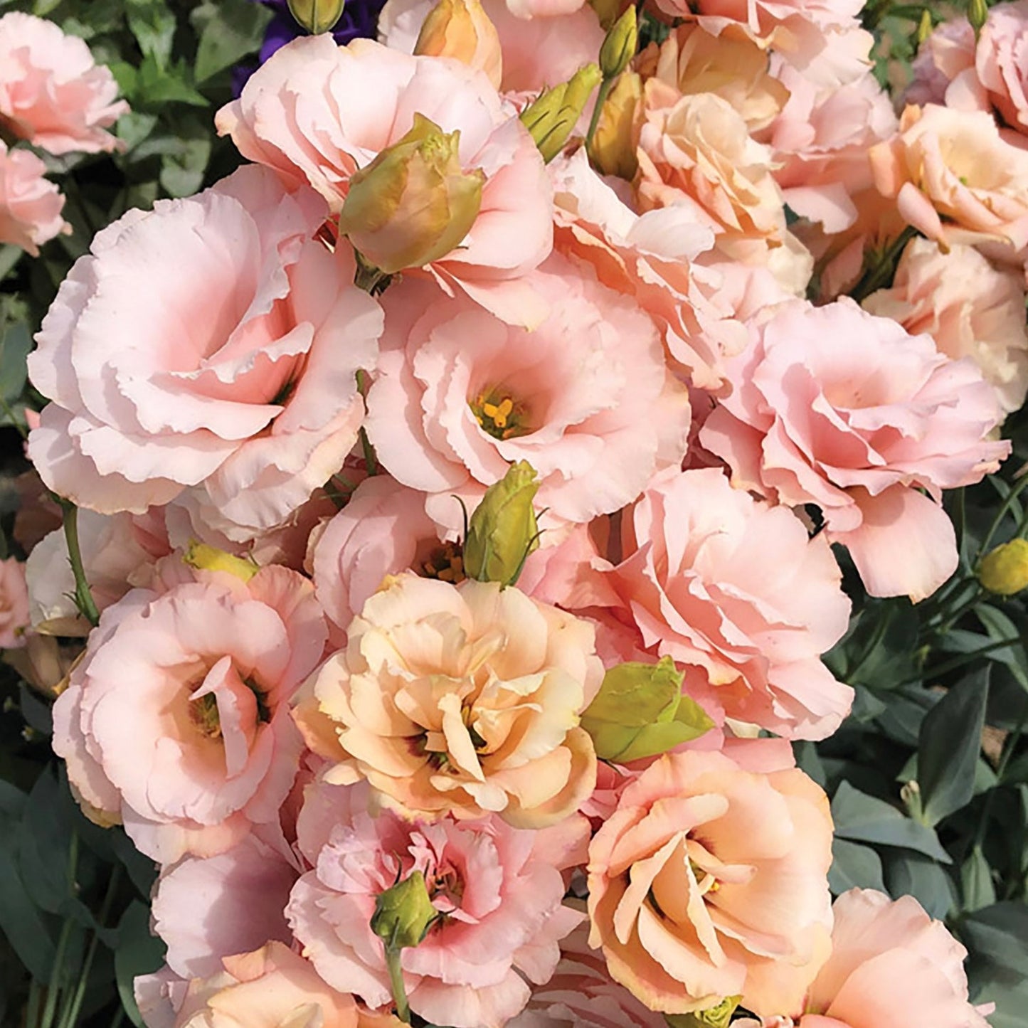 Lisianthus