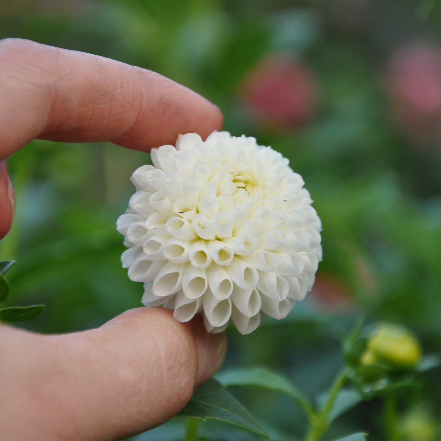 Dahlias - Pompon Varieties