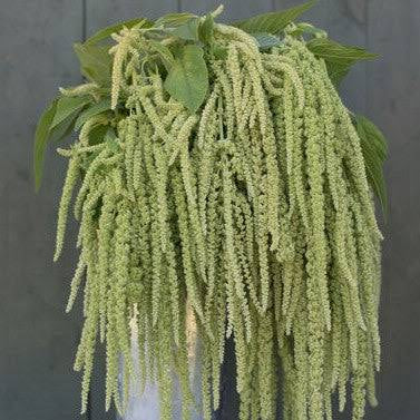 Amaranth