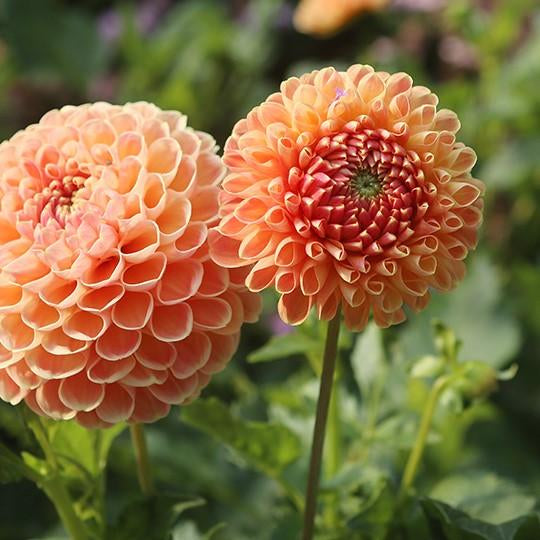 Dahlias - Ball Varieties