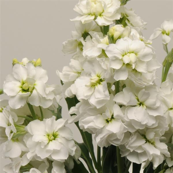 Stock Katz White Seedlings
