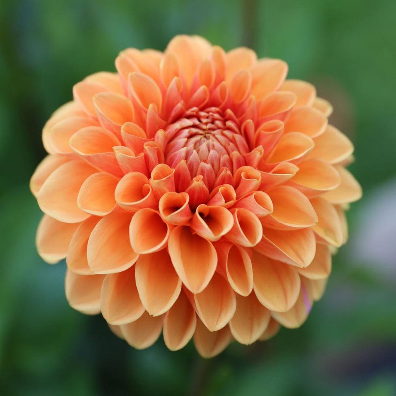 Dahlias - Ball Varieties