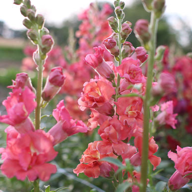Snapdragon