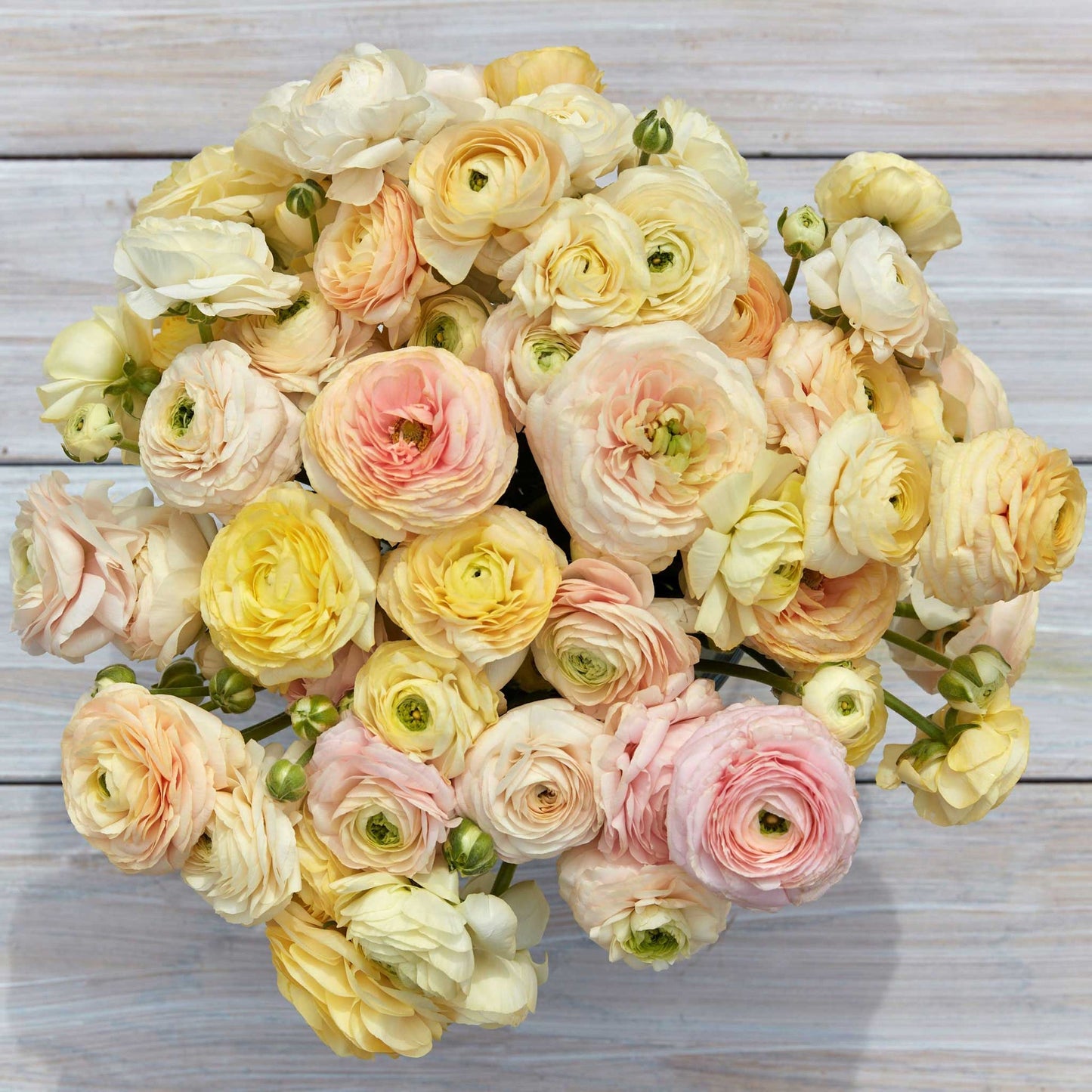 Ranunculus Half Clone Wedding Pastel