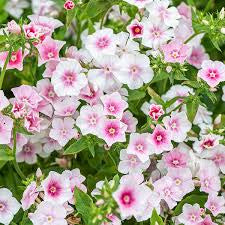 Phlox
