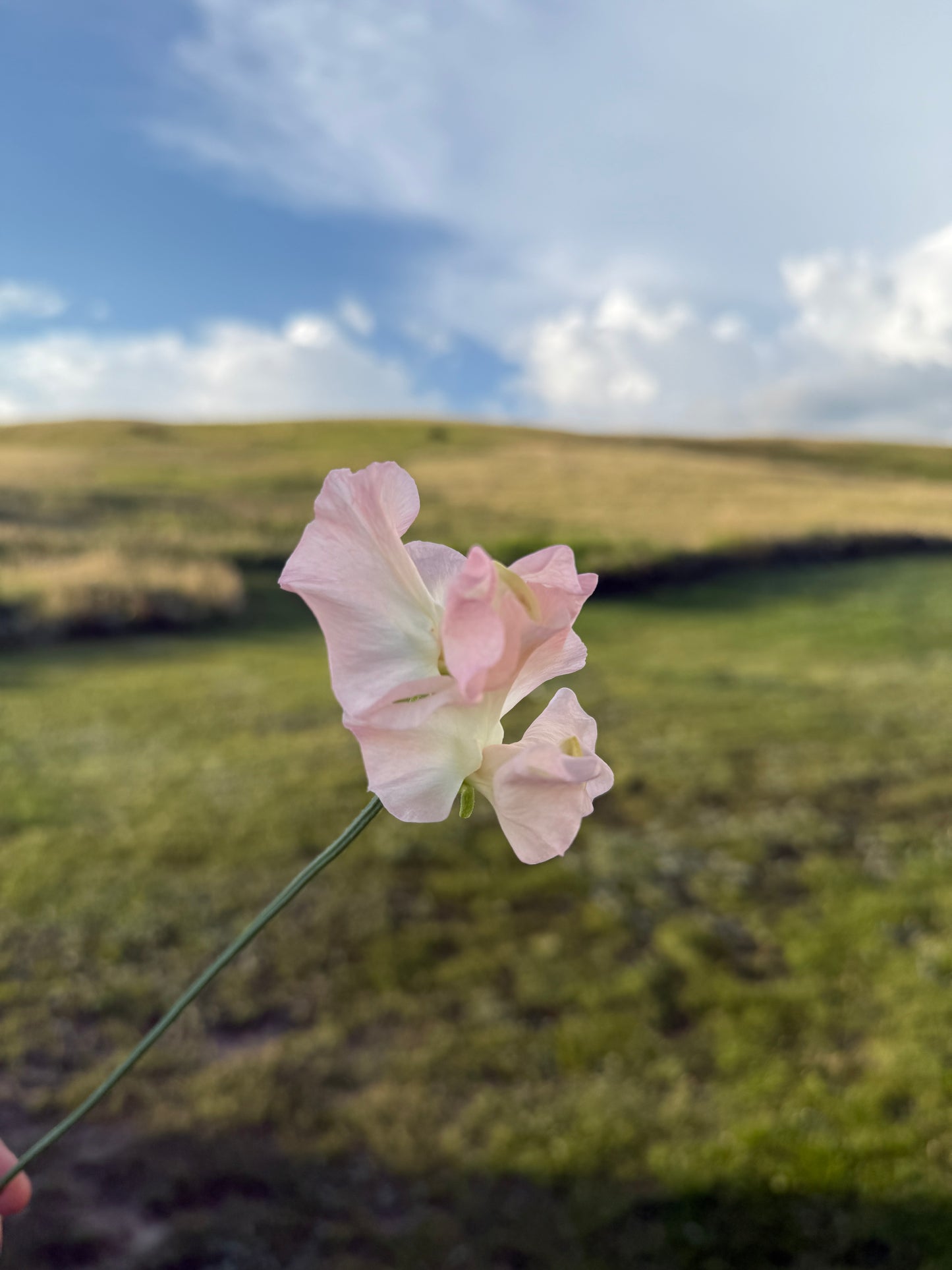 Sweet Peas