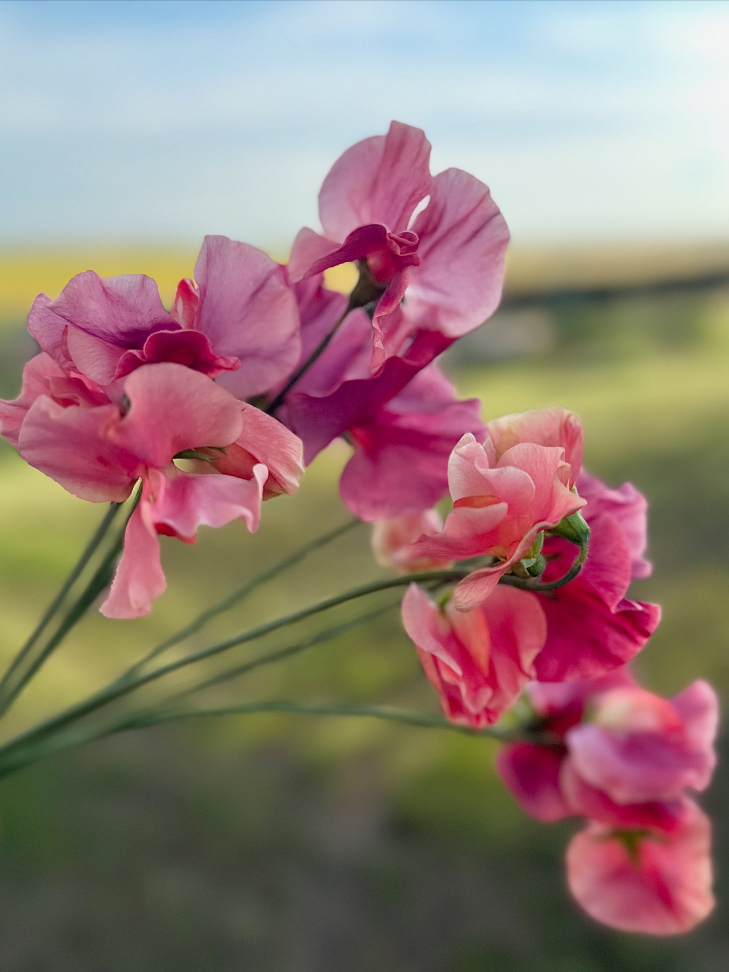 Sweet Peas
