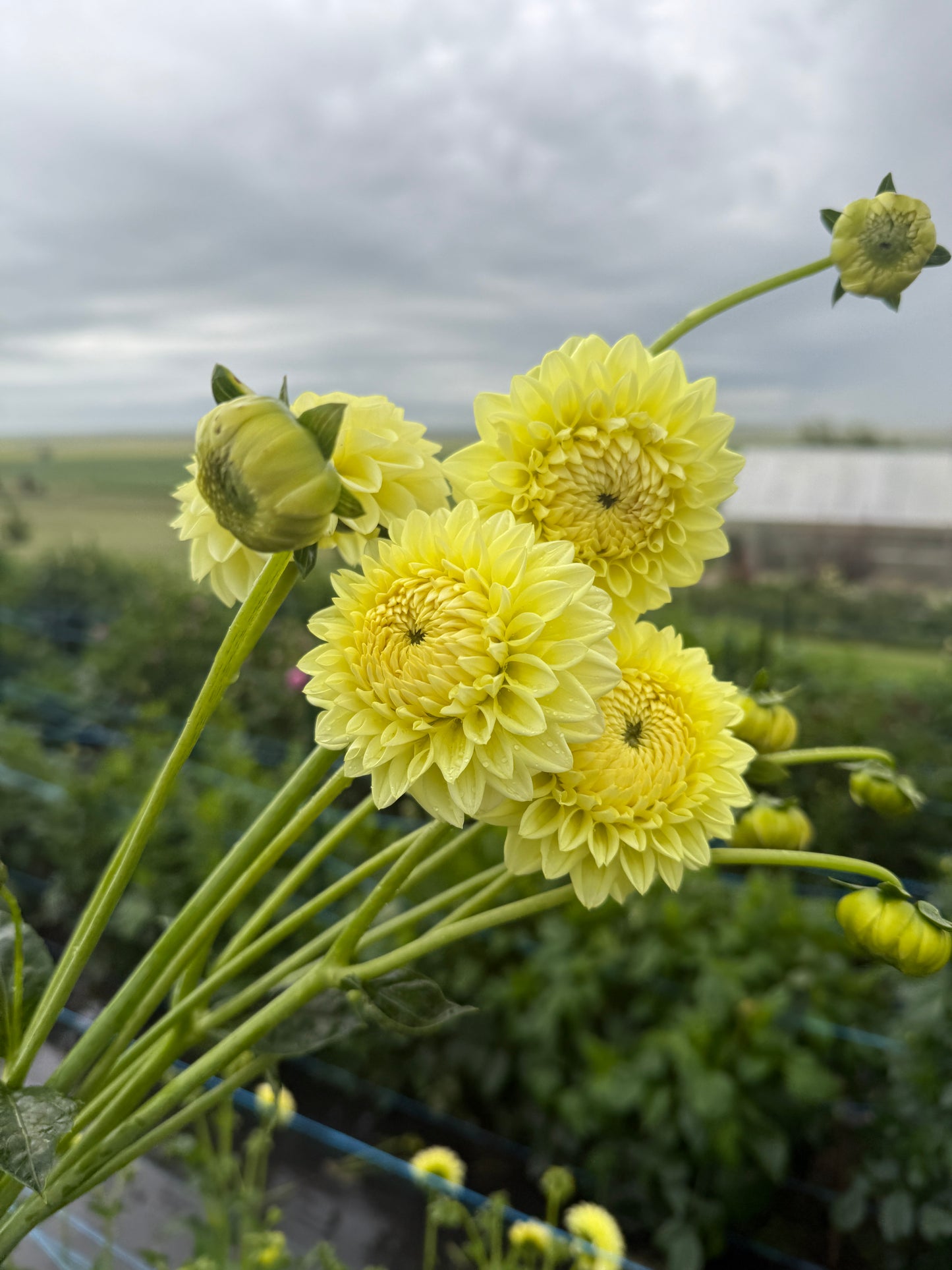 Dahlias - Ball Varieties