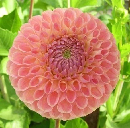 Dahlias - Ball Varieties