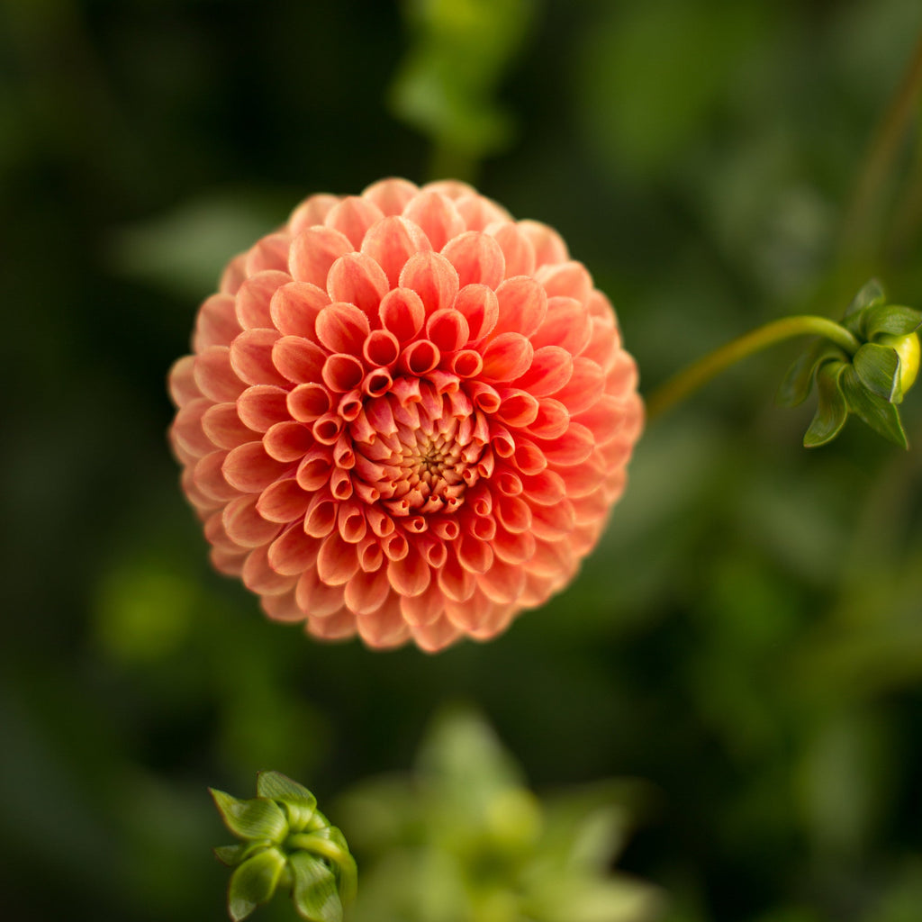 Dahlias - Ball Varieties