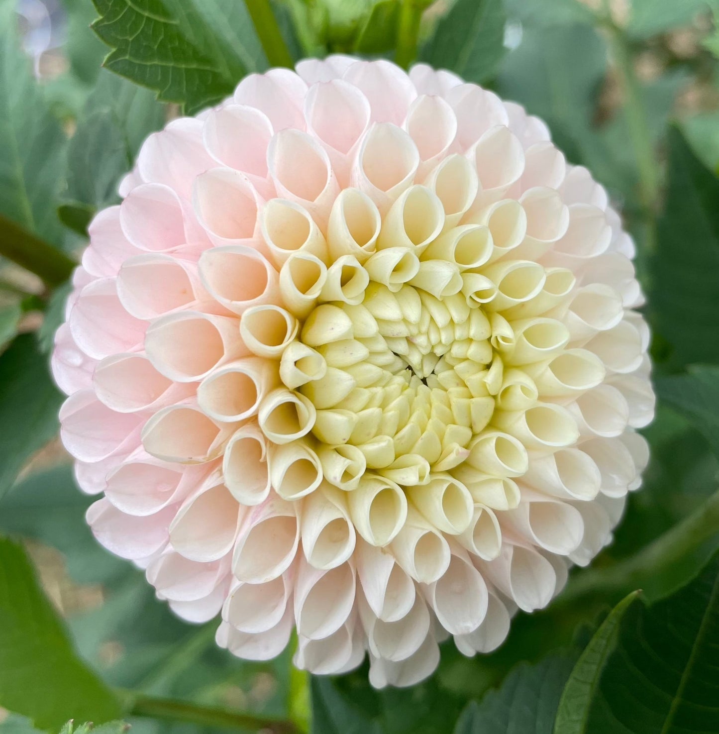 Dahlias - Ball Varieties