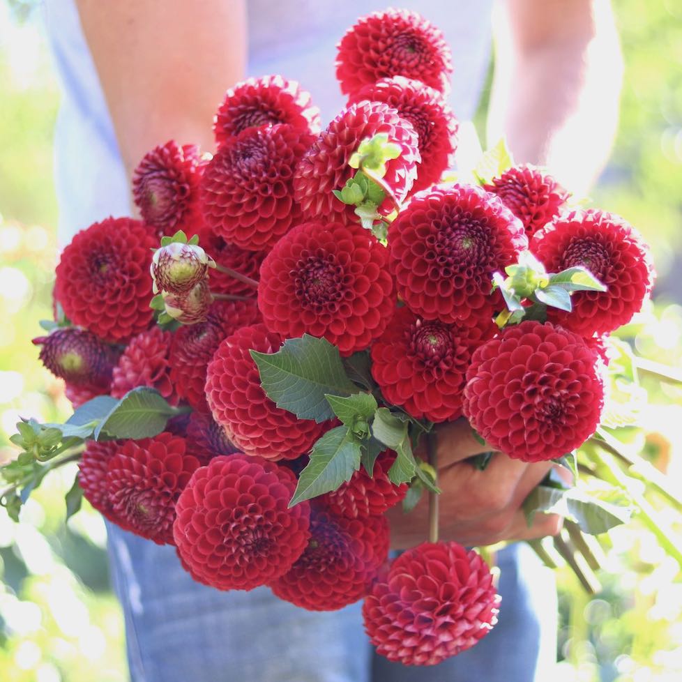 Dahlias - Ball Varieties