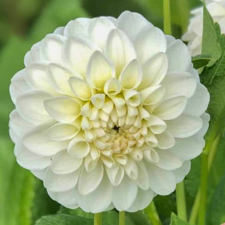 Dahlias - Ball Varieties