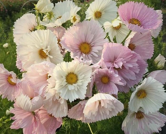 Cosmos