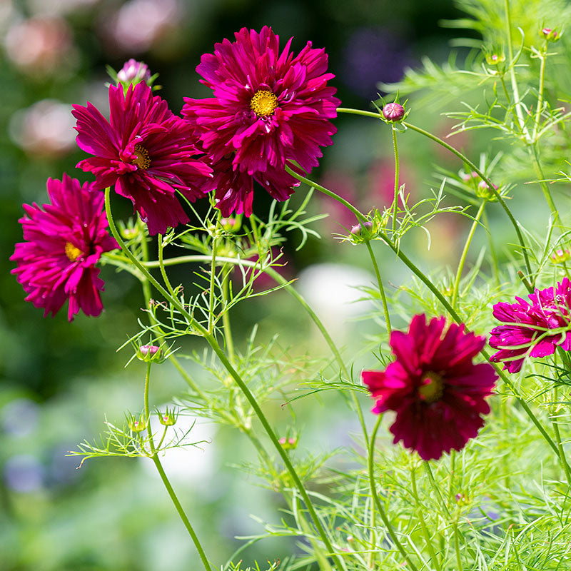 Cosmos