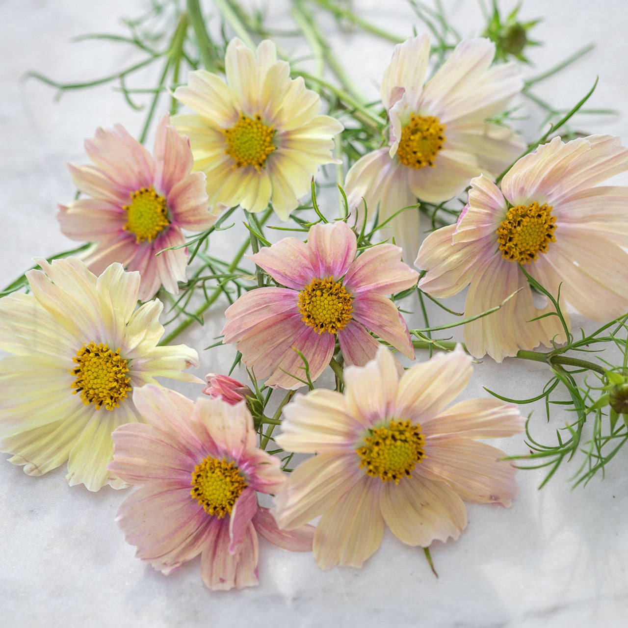 Cosmos