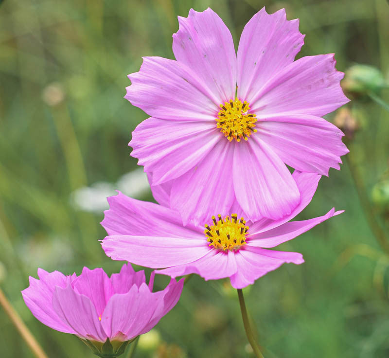 Cosmos