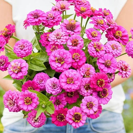Zinnia