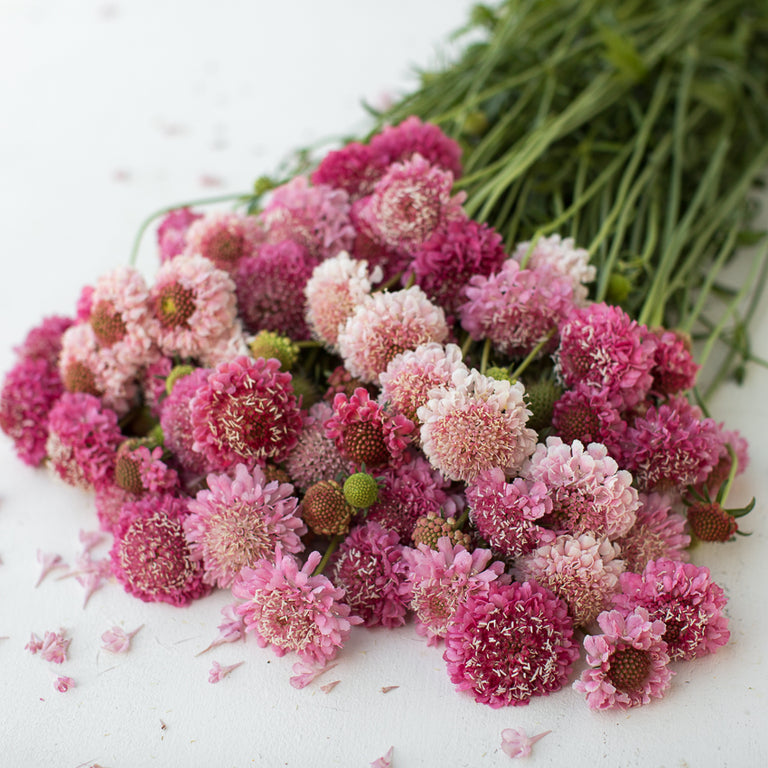 Scabiosa