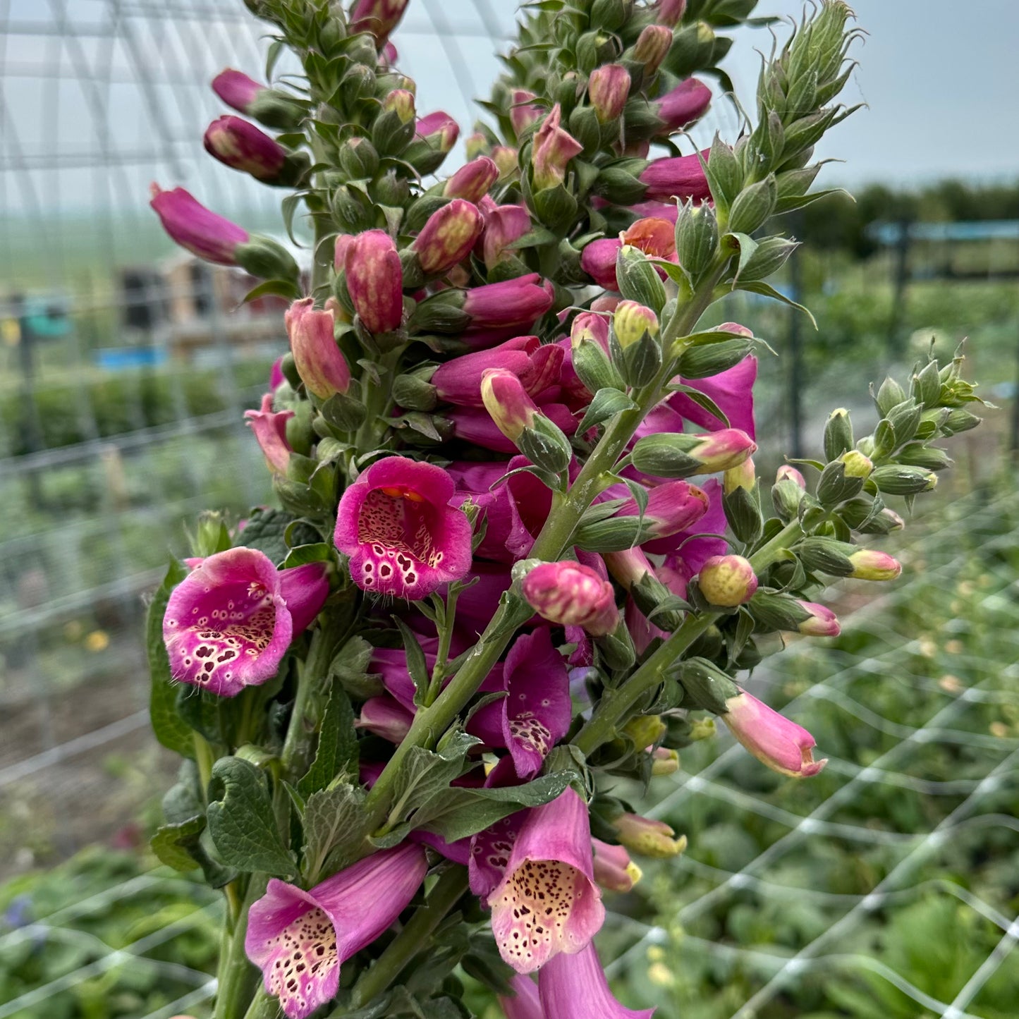 Foxglove