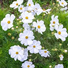Cosmos