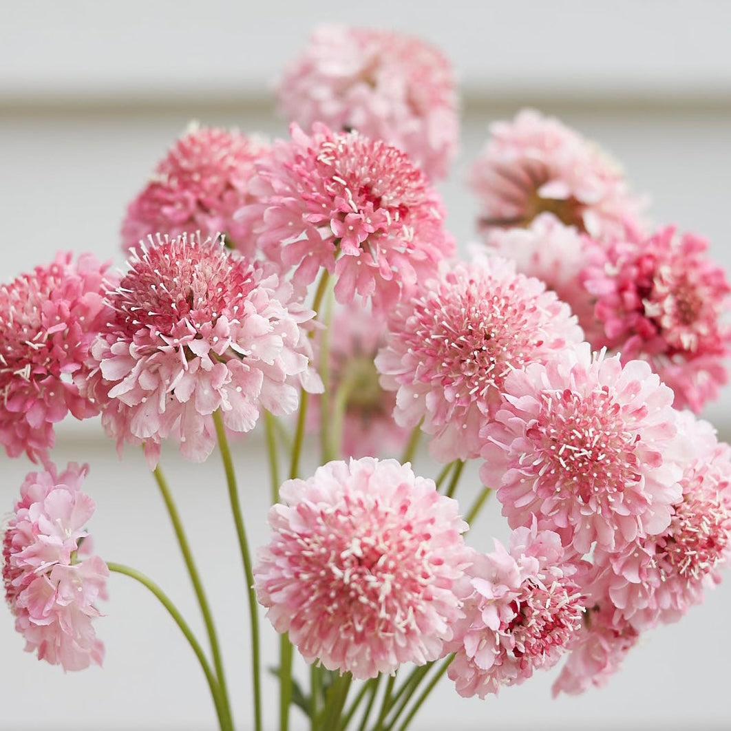 Scabiosa