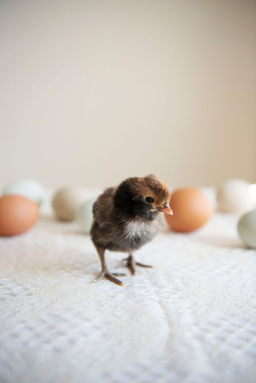 Chicken Hatching Eggs