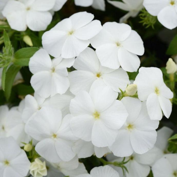Phlox