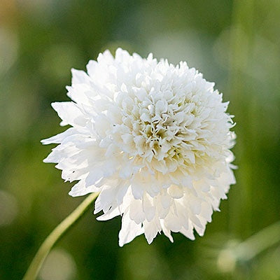 Scabiosa